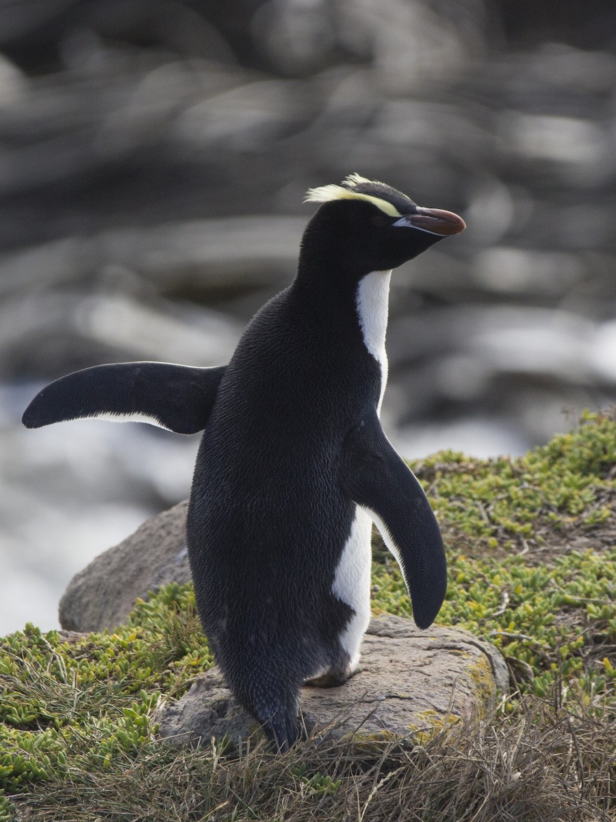 Erect-crested Penguin - Oscar Thomas