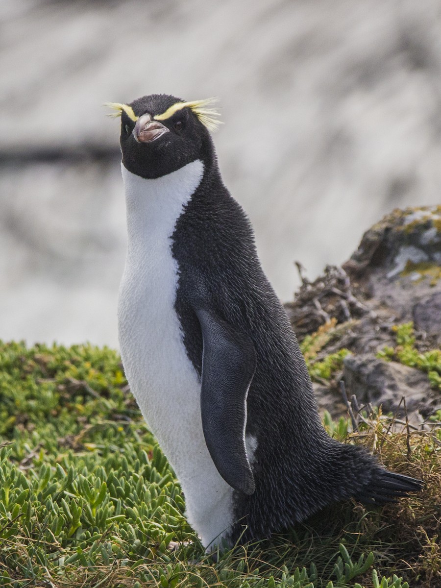 Snares Penguin - Oscar Thomas