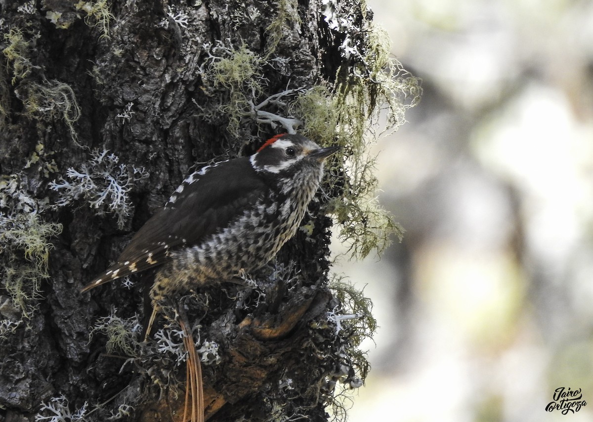 Strickland's Woodpecker - Jairo Ortigoza del Angel