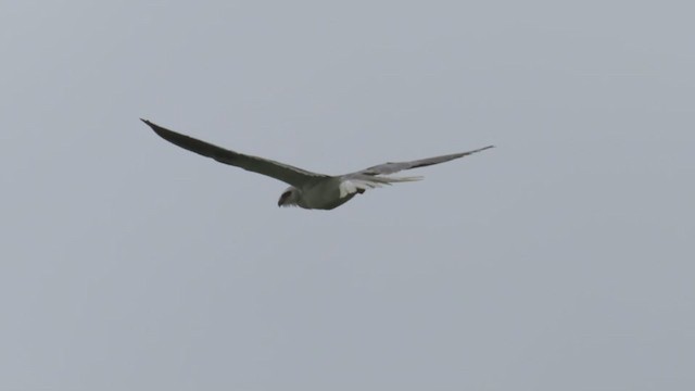 White-tailed Kite - ML216422661