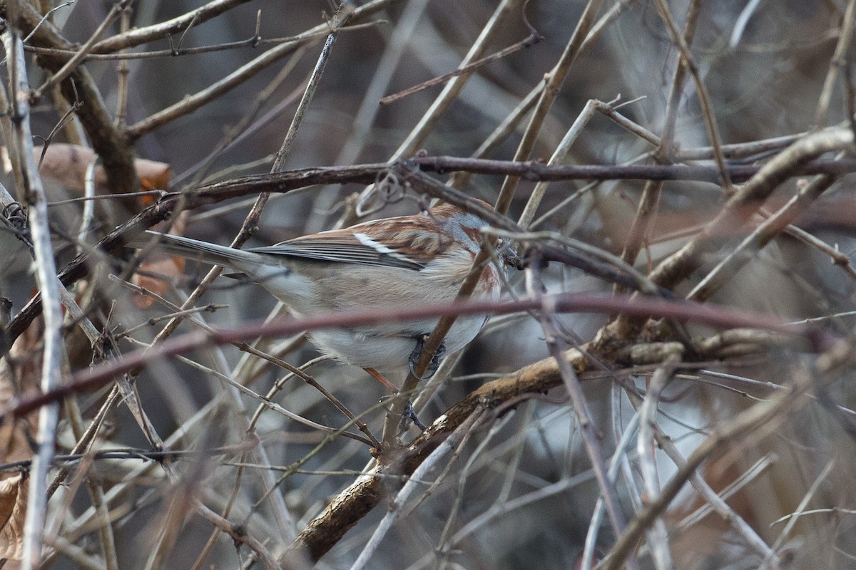 American Tree Sparrow - ML21642561