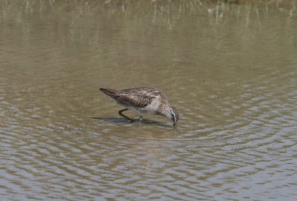 Long-billed Dowitcher - ML216426301