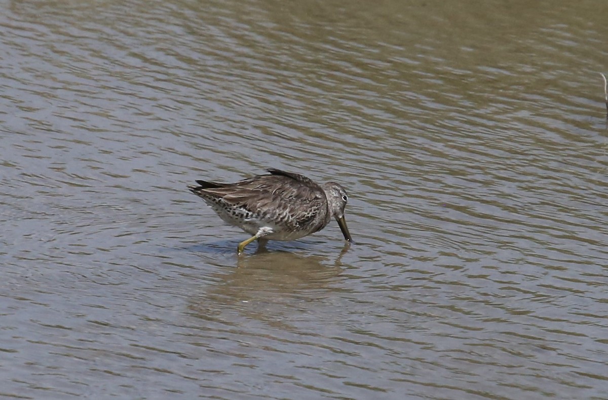 Long-billed Dowitcher - ML216426311