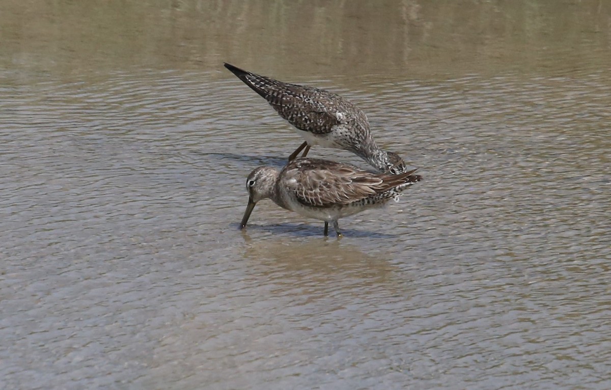 Long-billed Dowitcher - ML216426331