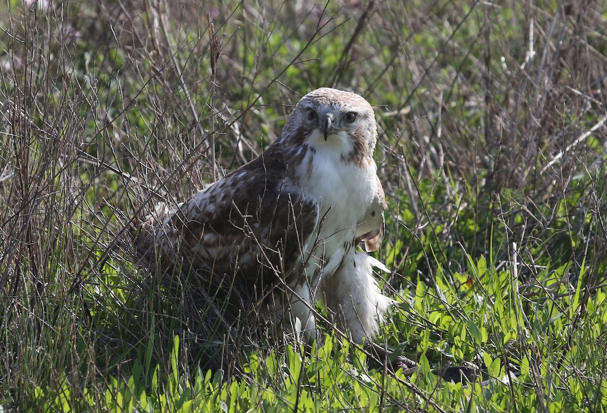 Red-tailed Hawk - Andrew Orgill