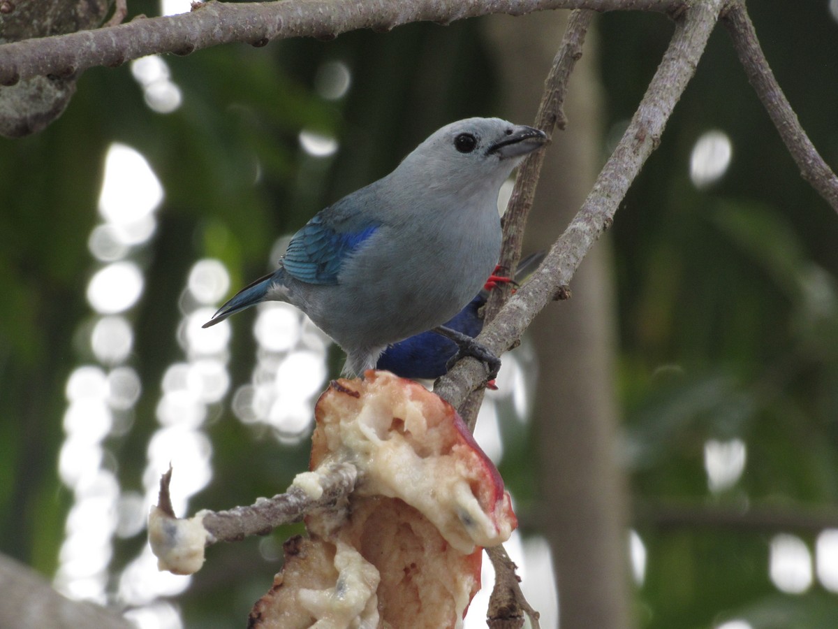 Blue-gray Tanager - ML216428841
