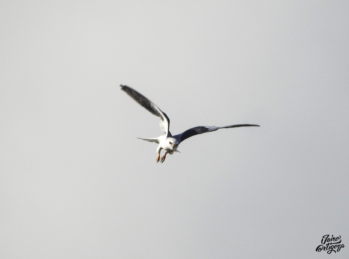 White-tailed Kite - ML216429091