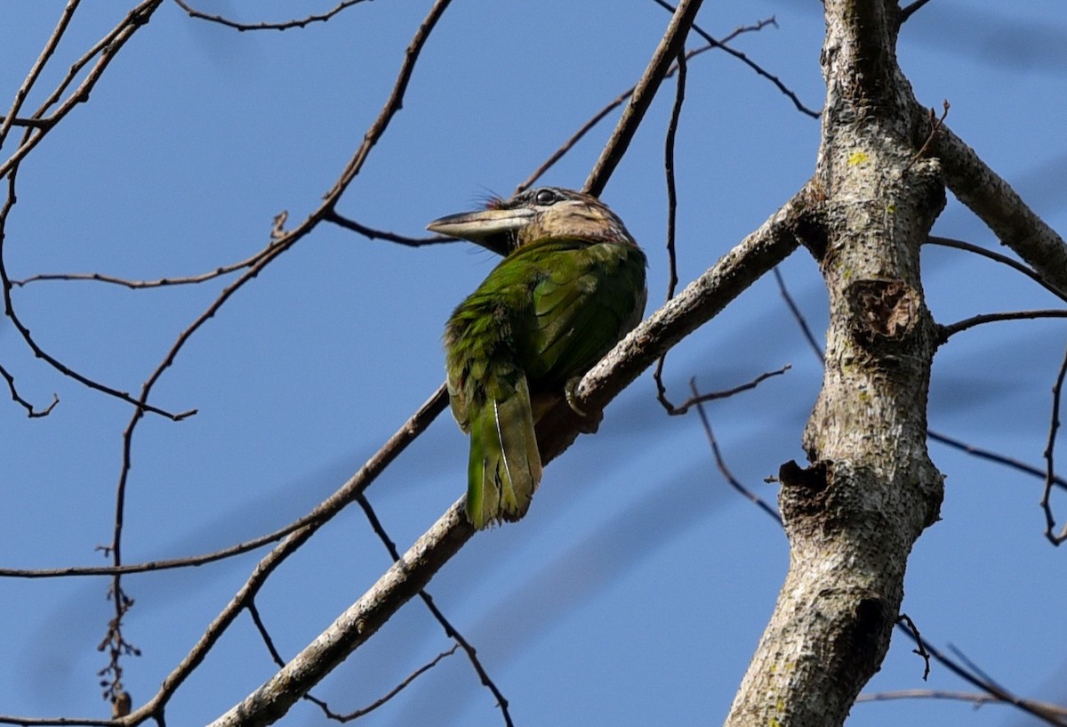 Red-vented Barbet - ML216432191