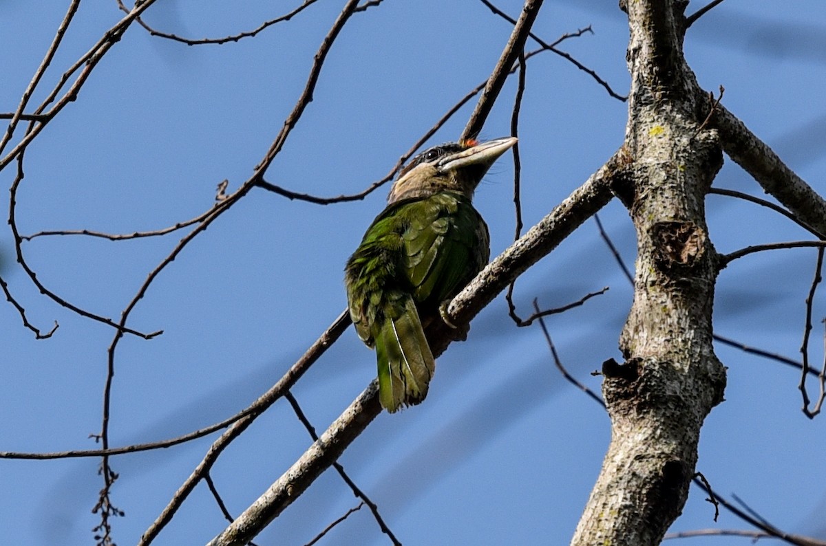Red-vented Barbet - ML216432211