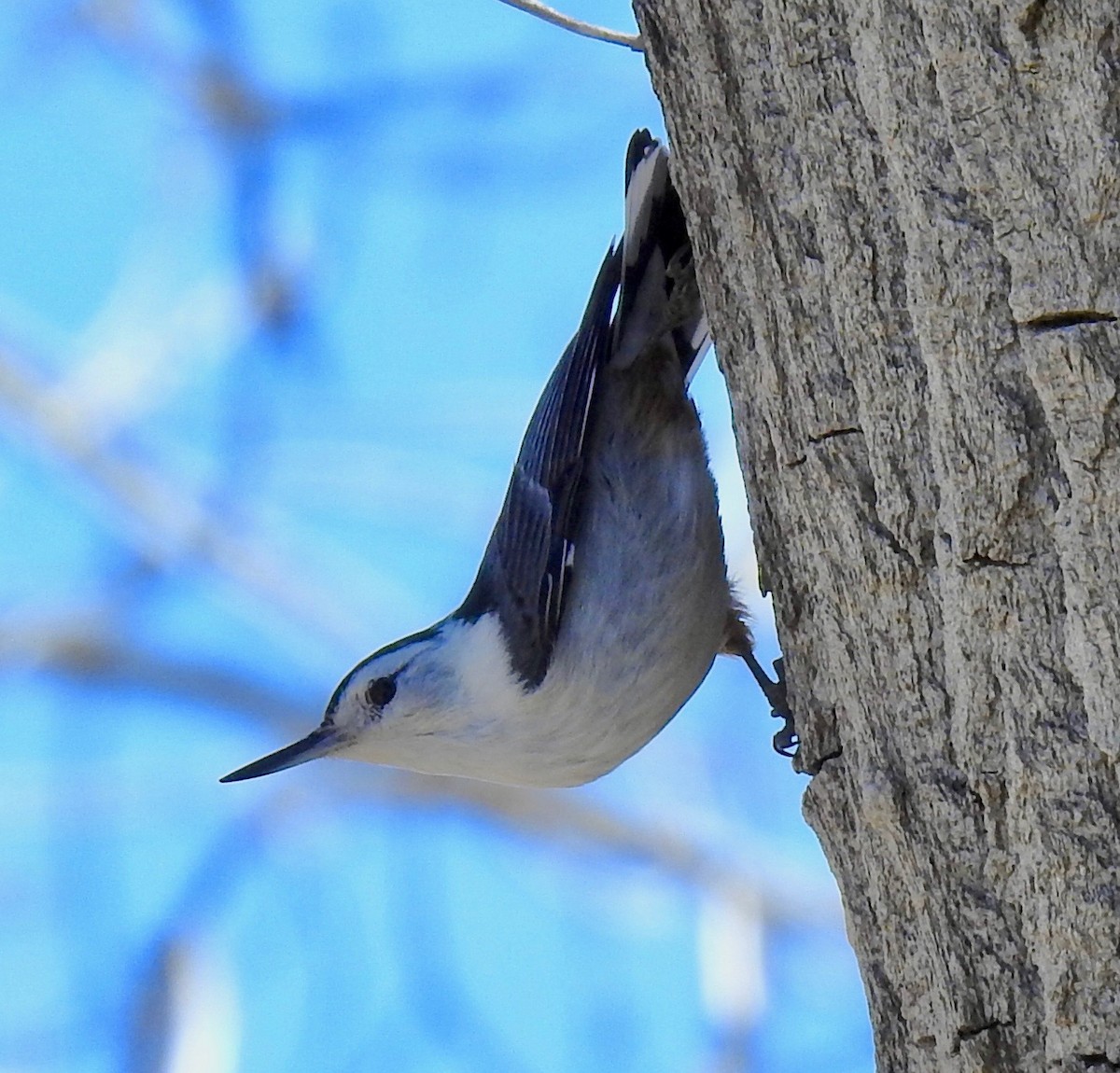 White-breasted Nuthatch (Interior West) - ML216432501