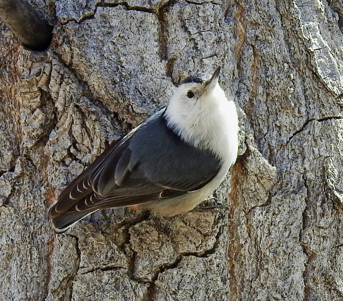 White-breasted Nuthatch (Interior West) - ML216432511