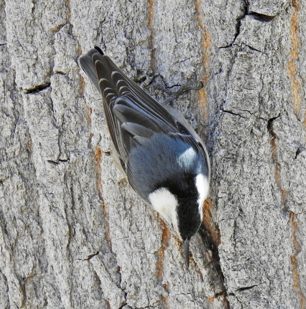 White-breasted Nuthatch (Interior West) - ML216432521