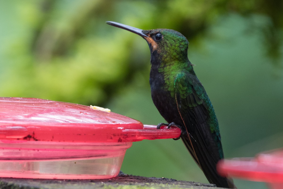 kolibřík zelenoprsý - ML216432671