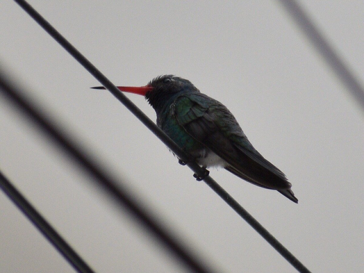 Broad-billed Hummingbird - ML216433021