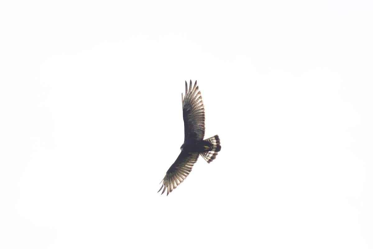 Zone-tailed Hawk - Josiah Verbrugge