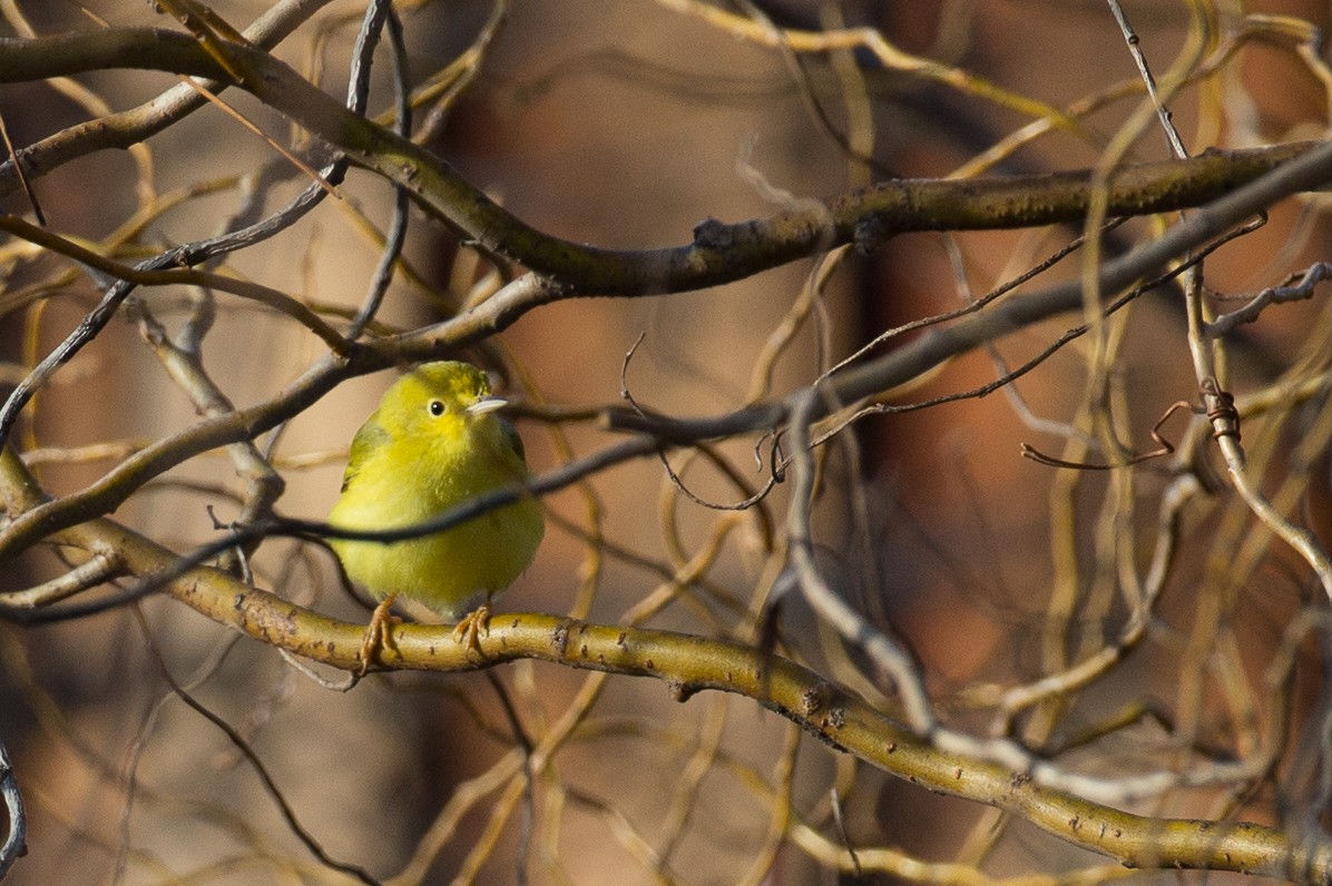 Yellow Warbler (Northern) - ML21643371