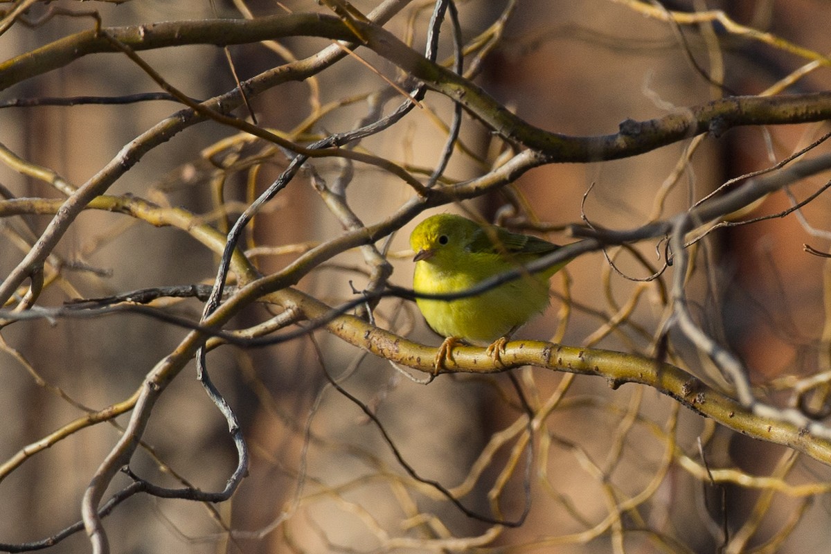 Yellow Warbler (Northern) - ML21643381