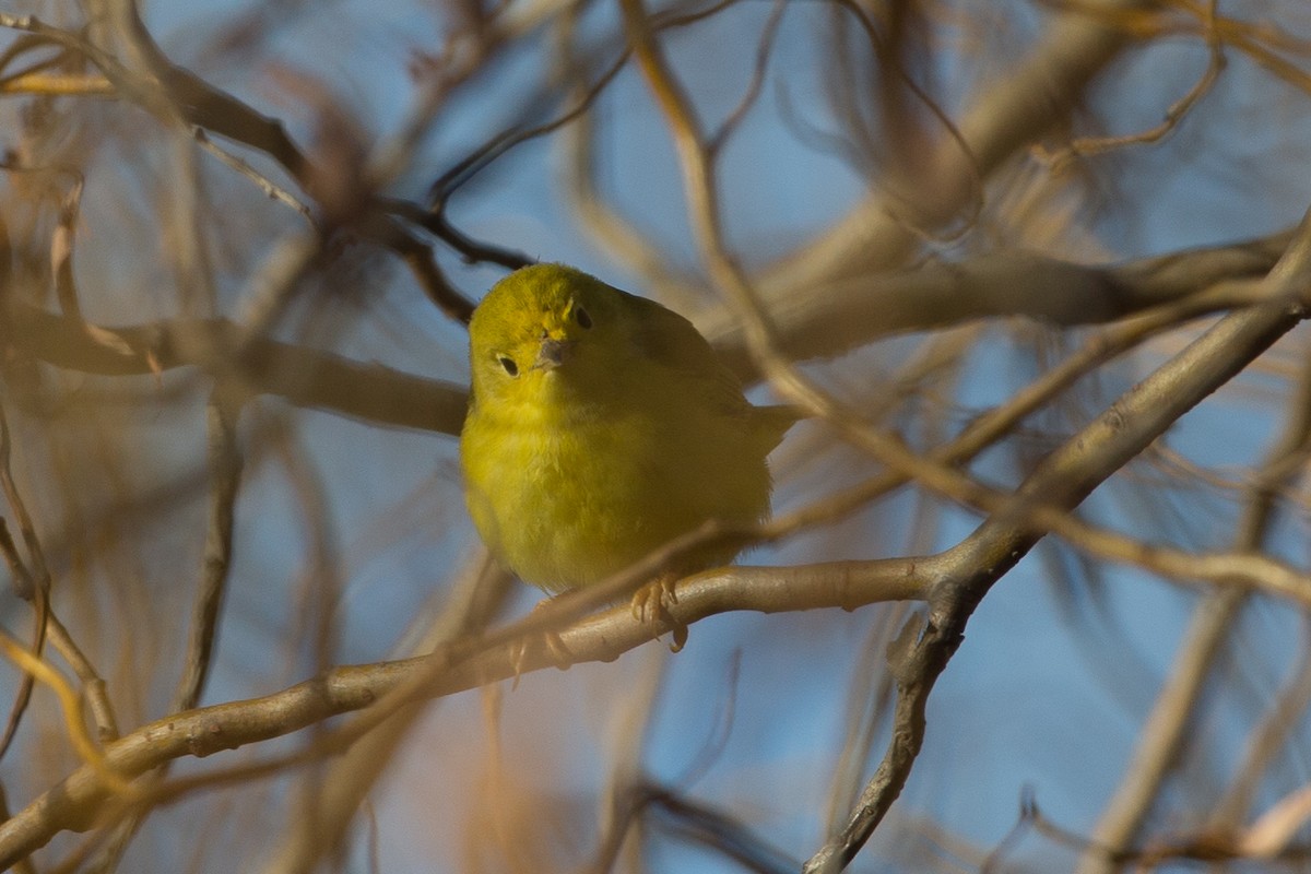 Yellow Warbler (Northern) - ML21643391