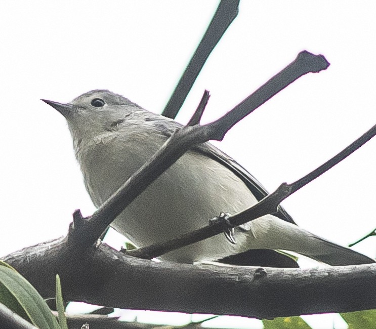 Lucy's Warbler - ML216436651