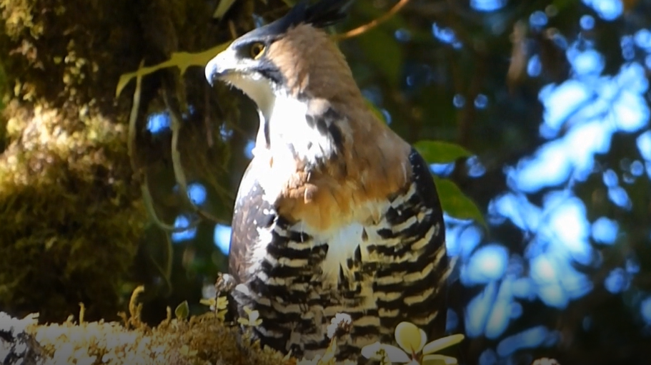Ornate Hawk-Eagle - Peter Bartlett