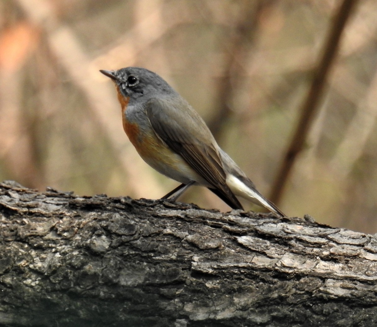 Red-breasted Flycatcher - ML216440131