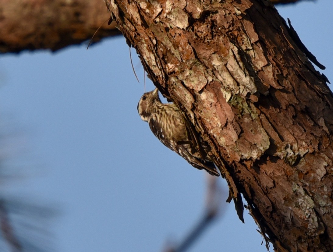 Gray-capped Pygmy Woodpecker - Bruce Wedderburn