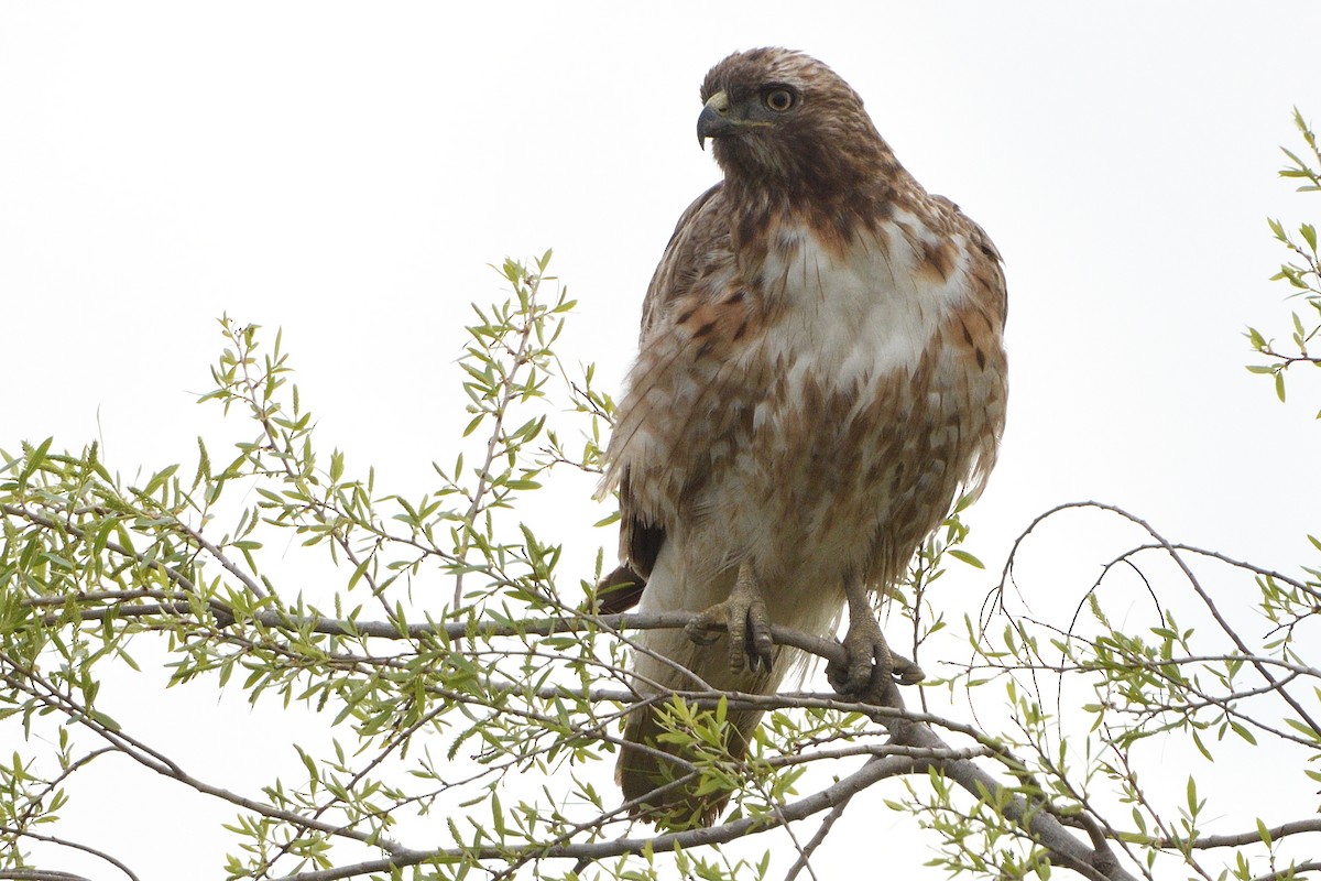 Red-tailed Hawk - ML216441821