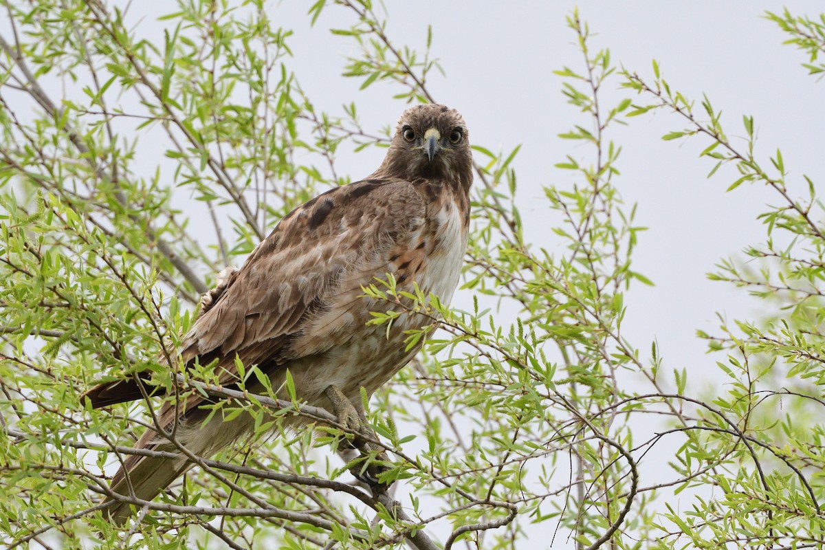 Red-tailed Hawk - ML216441871