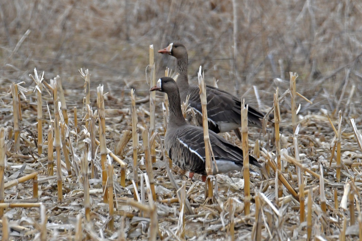 Greater White-fronted Goose - ML216442151