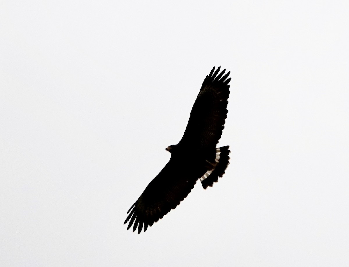 Common Black Hawk - Richard Carlson