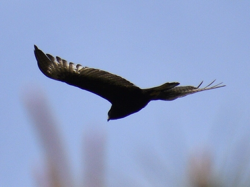 Zone-tailed Hawk - Patrick McGill