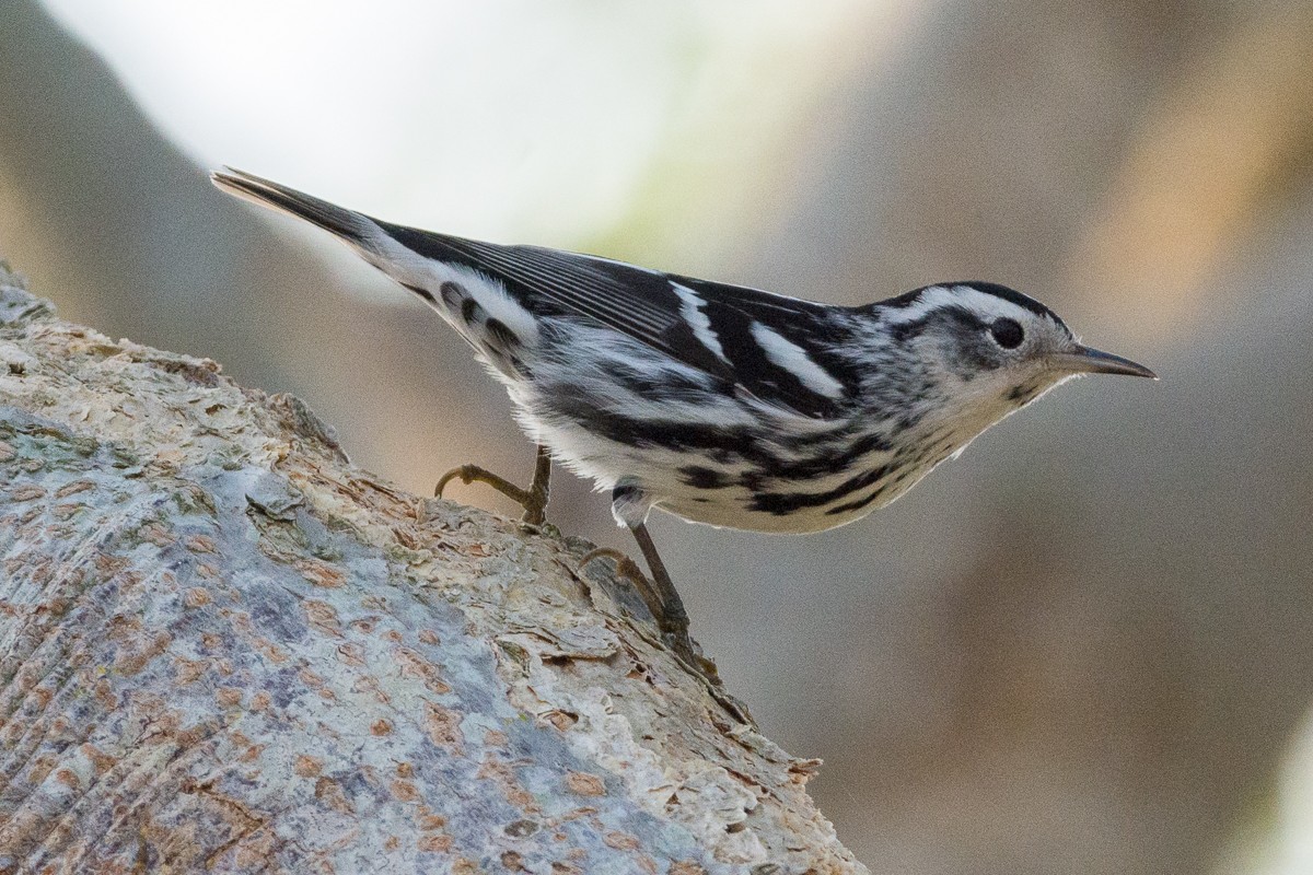 Black-and-white Warbler - ML216443631
