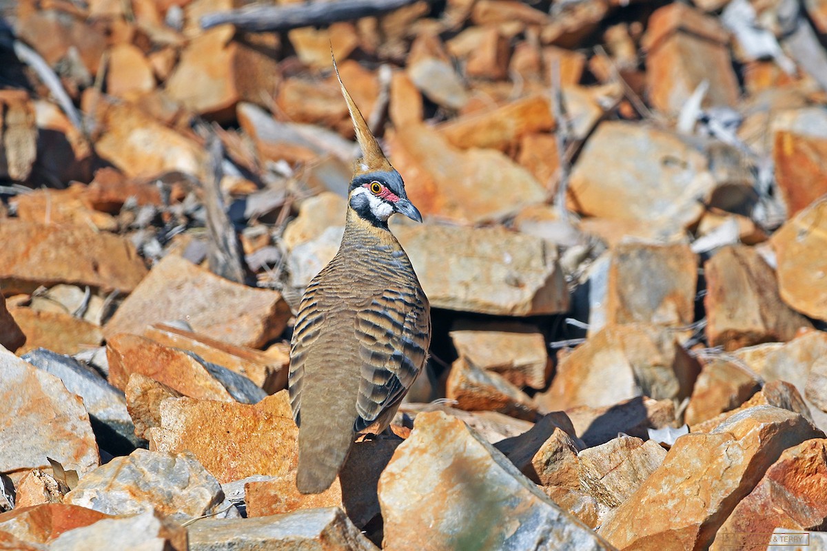 Spinifex Pigeon - ML216444651