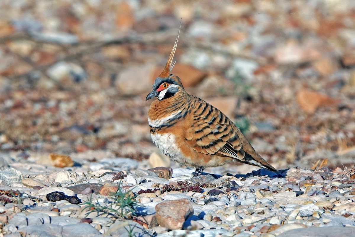 Spinifex Pigeon - ML216444701