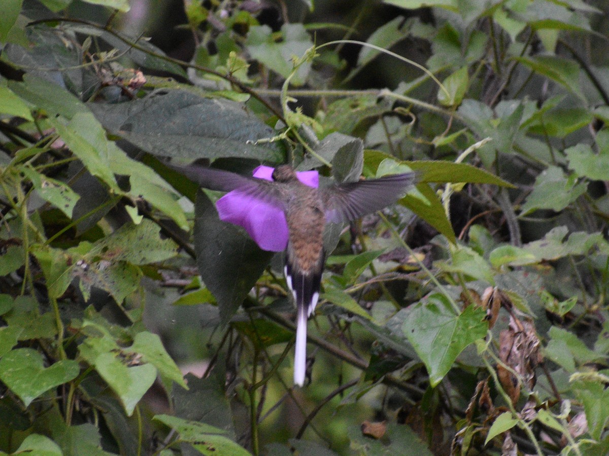 kolibřík západomexický - ML216444841