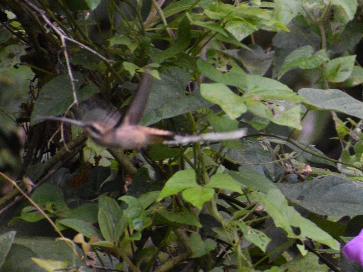 kolibřík západomexický - ML216444861