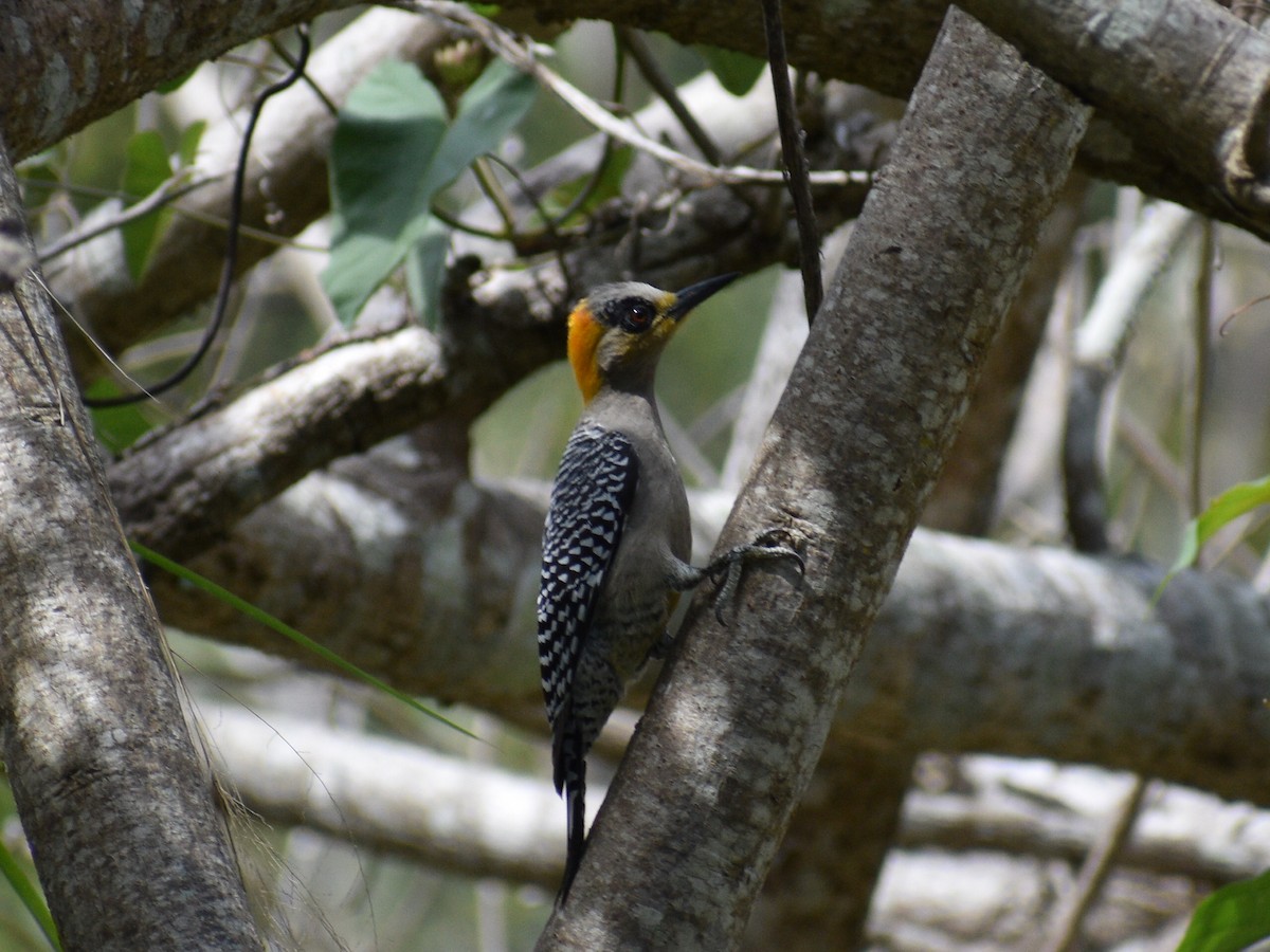 Golden-cheeked Woodpecker - ML216444881