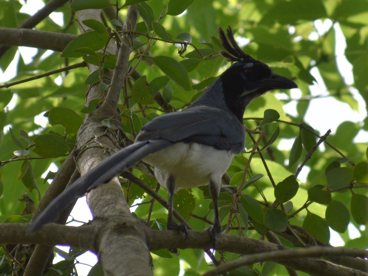 Black-throated Magpie-Jay - ML216444911
