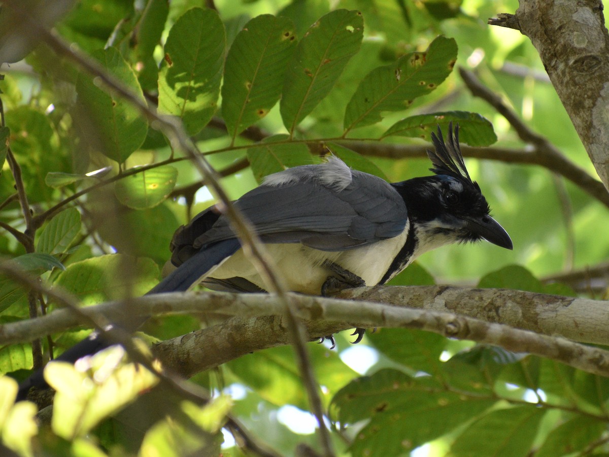 Black-throated Magpie-Jay - ML216444921
