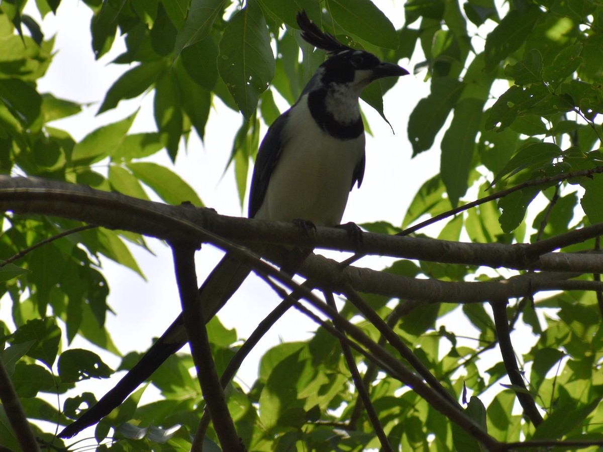 Black-throated Magpie-Jay - ML216444931