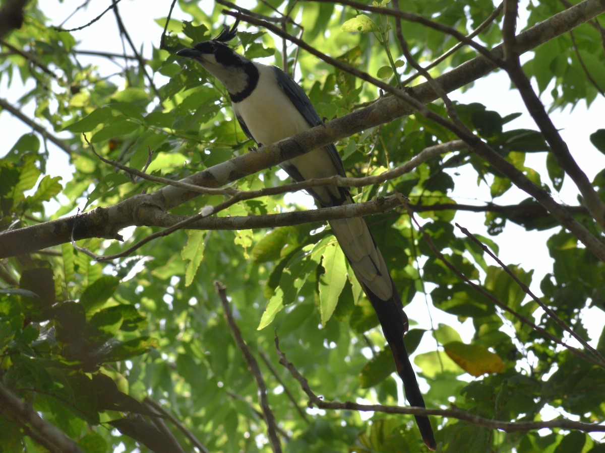 Black-throated Magpie-Jay - ML216444971