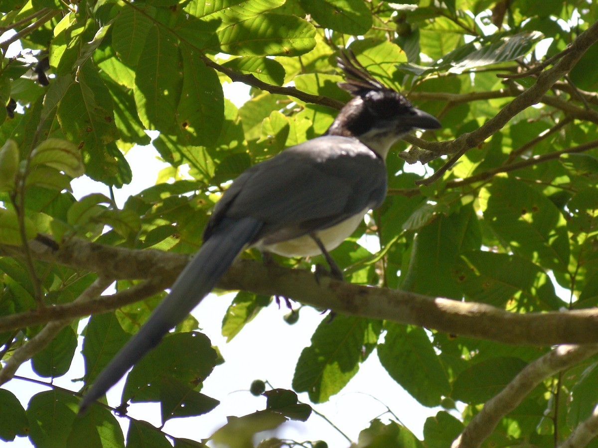 Black-throated Magpie-Jay - ML216444981
