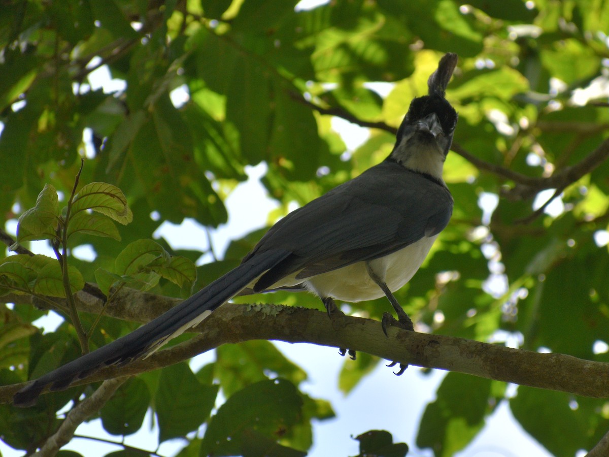 Black-throated Magpie-Jay - ML216444991