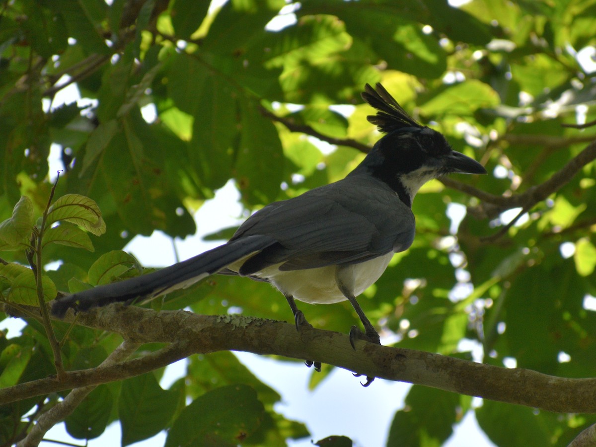 Black-throated Magpie-Jay - ML216445001