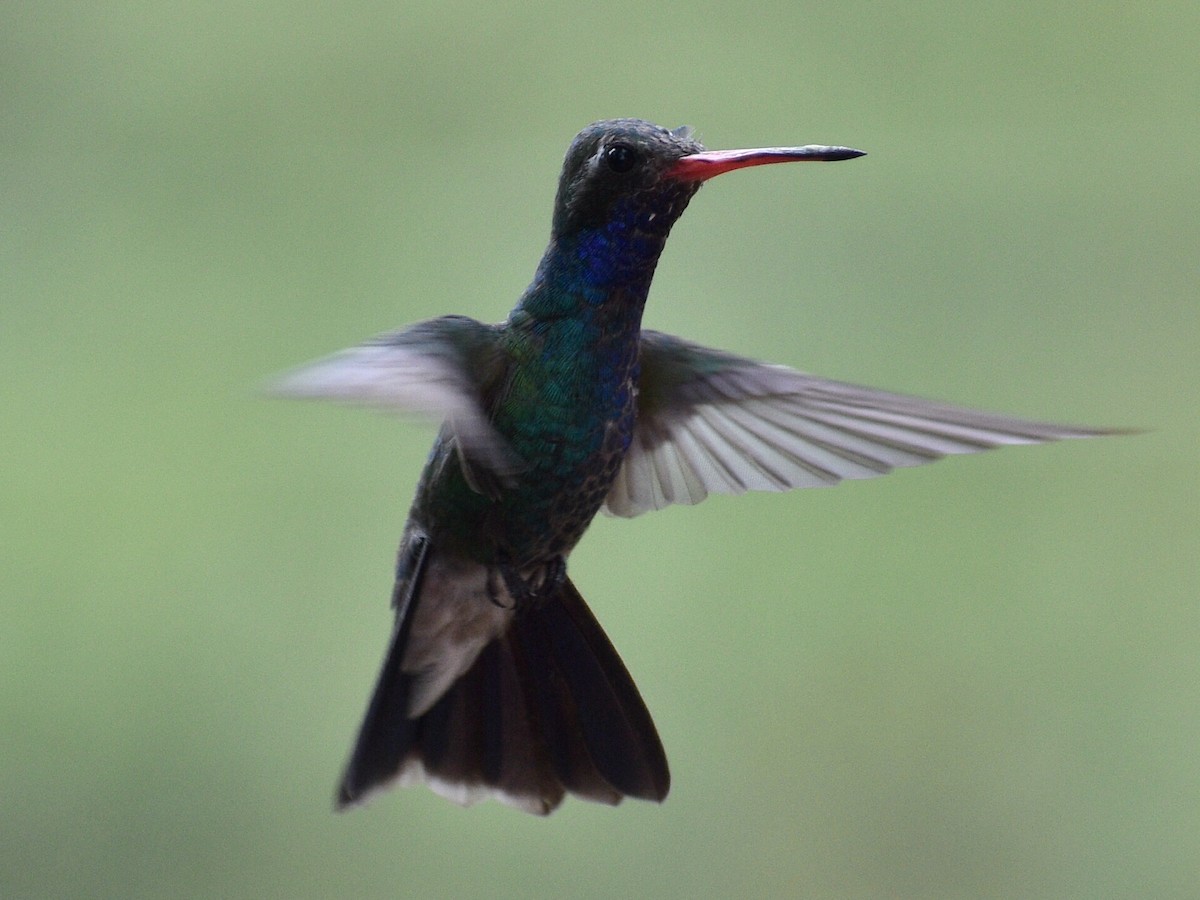 Broad-billed Hummingbird - Patrick McGill