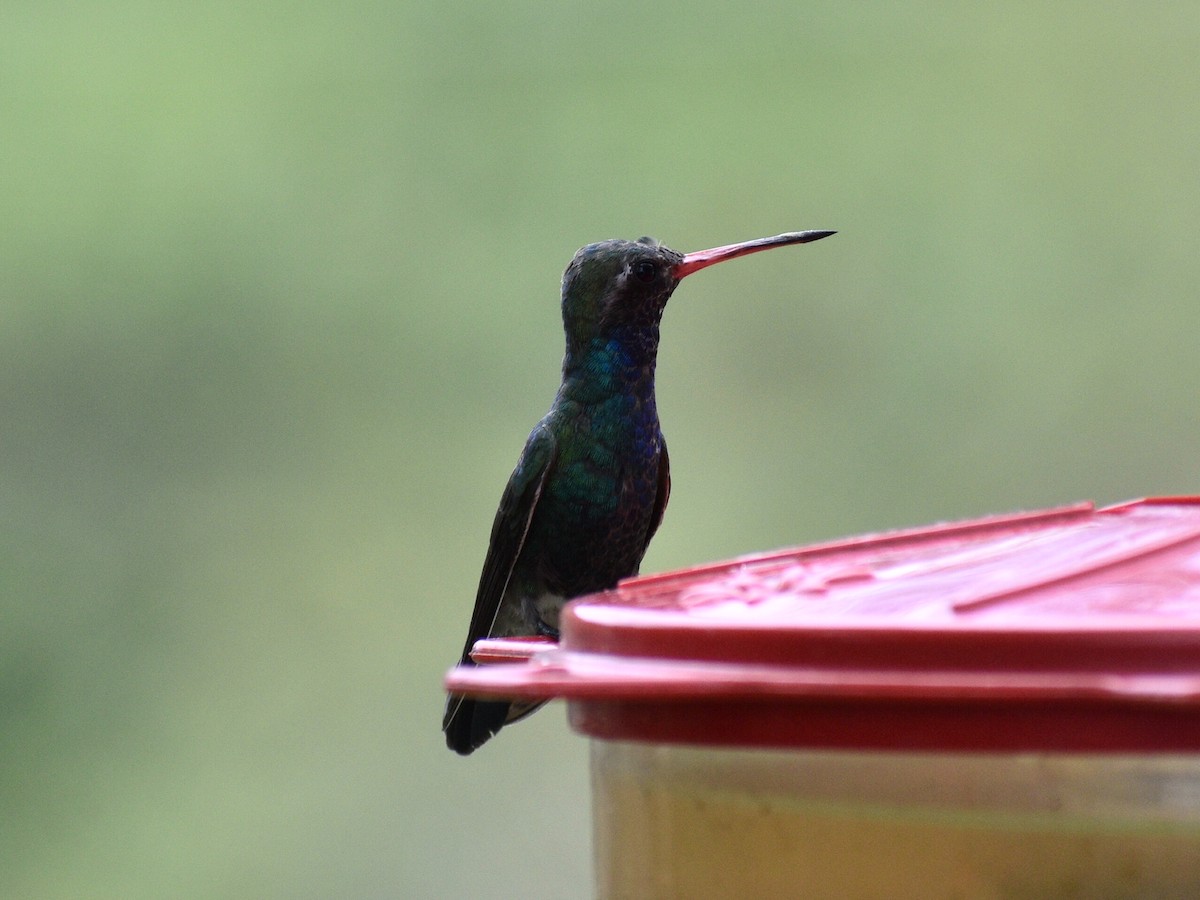 kolibřík širokozobý - ML216445241
