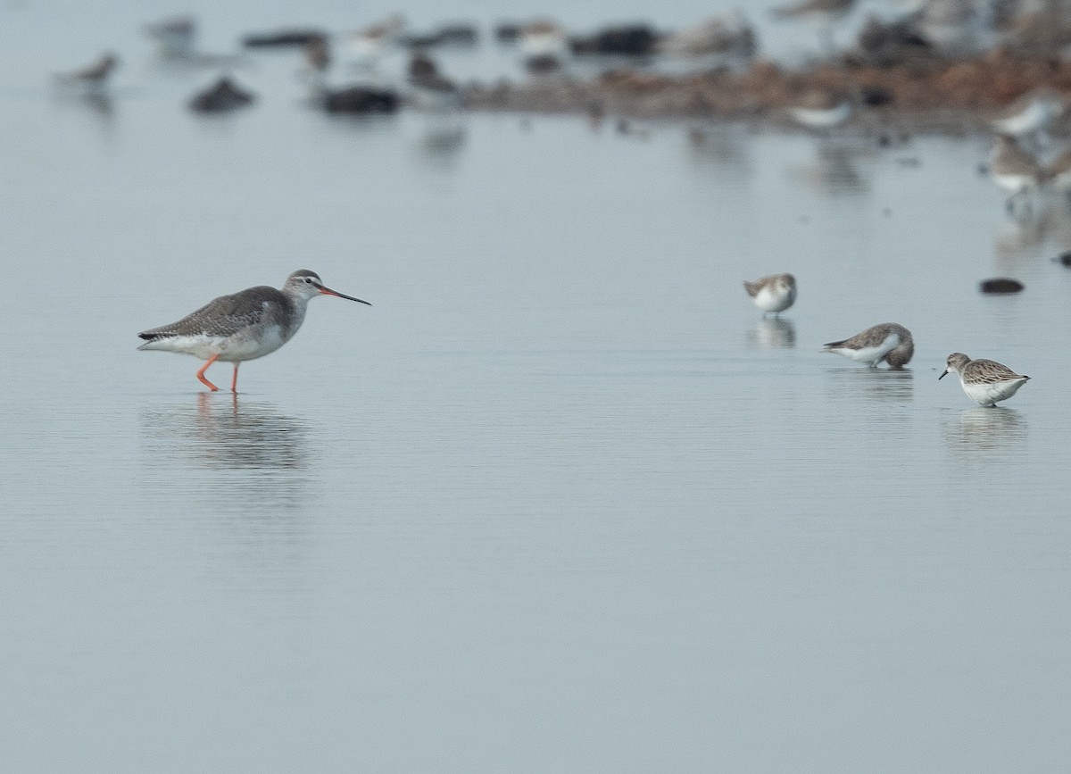 Spotted Redshank - ML216451411
