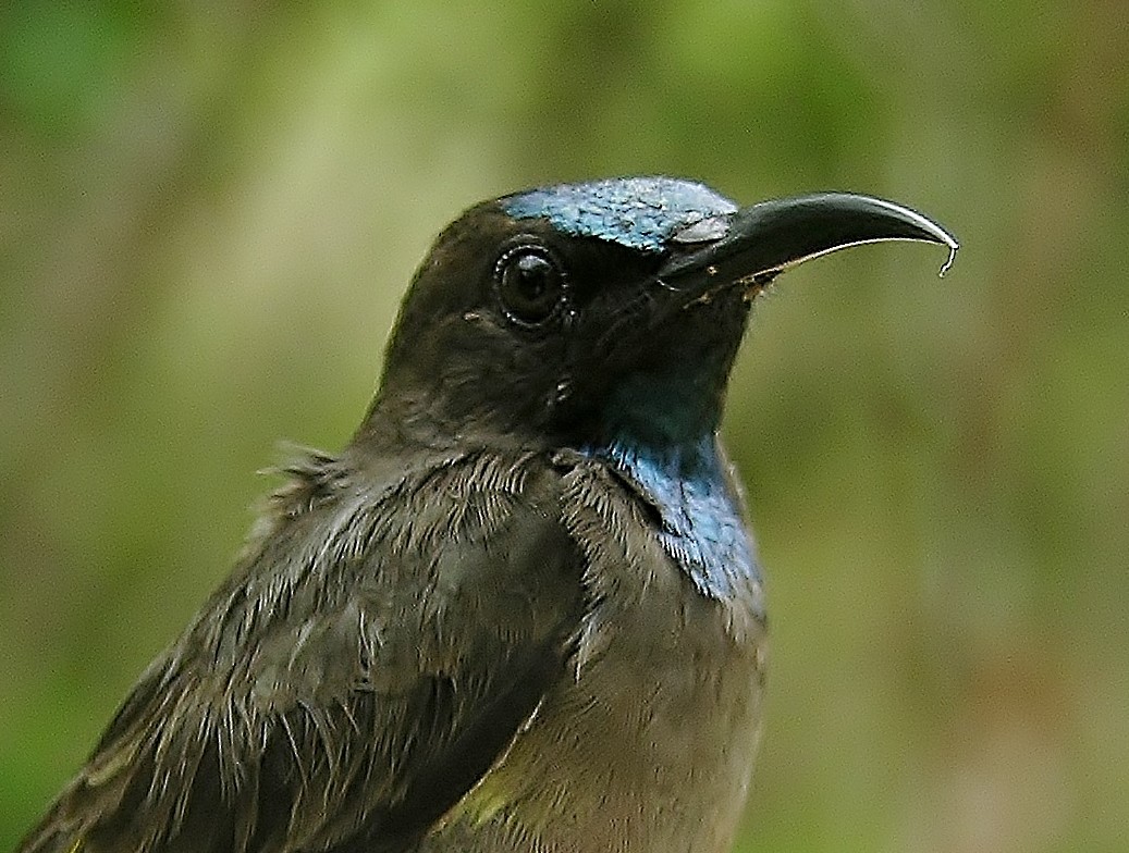 Blue-throated Brown Sunbird - ML216451971