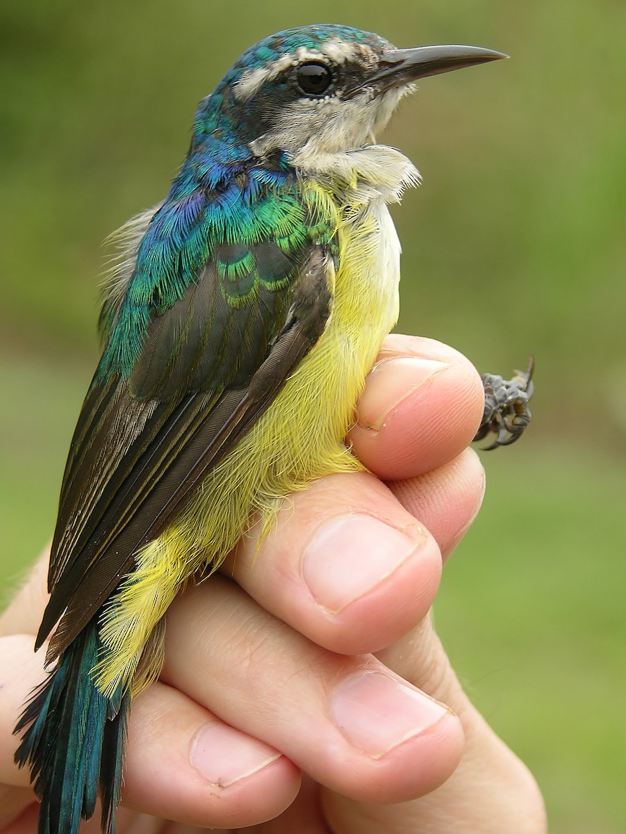 Violet-tailed Sunbird - ML216455761