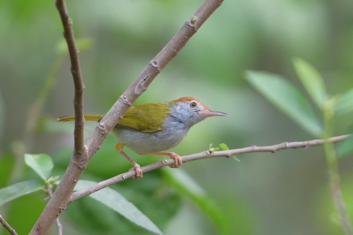 Dark-necked Tailorbird - Khemthong Tonsakulrungruang